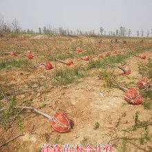 绛县泽森苗木种植专业合作社 供应产品