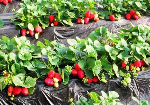 趣分享│草莓成熟时 2018东莞最全草莓园地图来了 赶紧收好