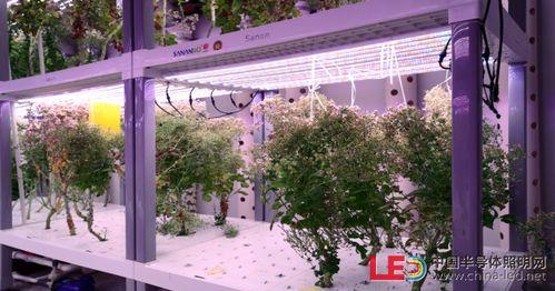中科三安李晶 led植物工厂及育苗的产业化